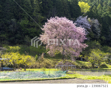 里山に咲く桜と田畑の風景 139067321