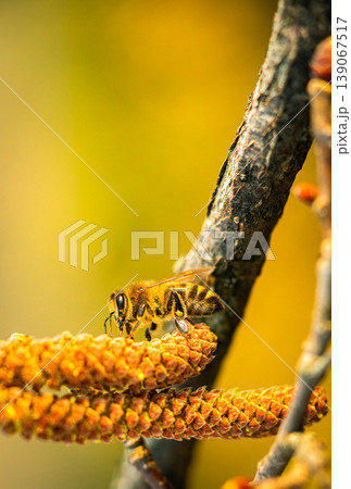 bee collects pollen on a flowering hazelnut tree bee collects pollen on a flowering hazelnut tree 139067517