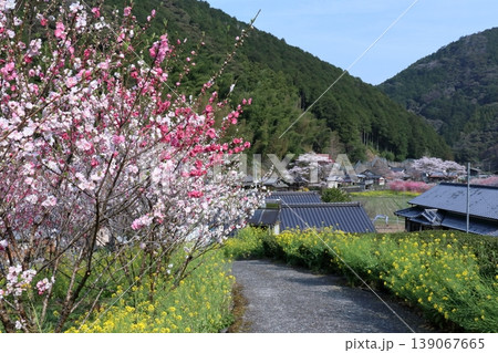 花盛りの久喜地区　高知県仁淀川町 139067665
