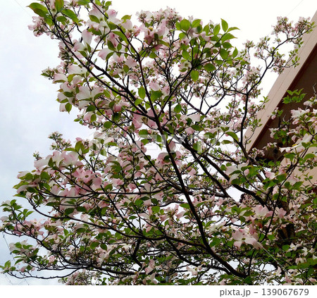 春の青空に広がるハナミズキの花と新緑の枝　自然の優しい彩り背景素材 139067679