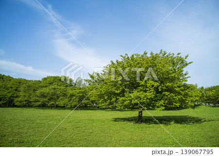 新緑が美しい 舎人公園の風景 東京都足立区 4月中旬 新緑が美しい 舎人公園の風景 東京都足立区 4月中旬 139067795