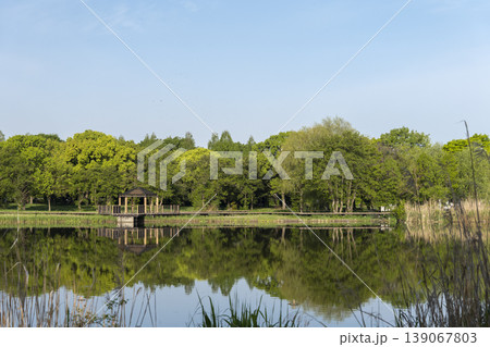 新緑が美しい　舎人公園の風景　東京都足立区　4月中旬 139067803