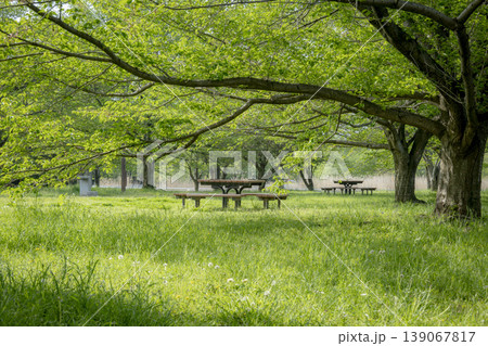 新緑が美しい 舎人公園の風景 東京都足立区 4月中旬 新緑が美しい 舎人公園の風景 東京都足立区 4月中旬 139067817