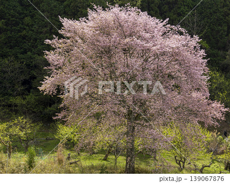 里山に咲く桜 139067876