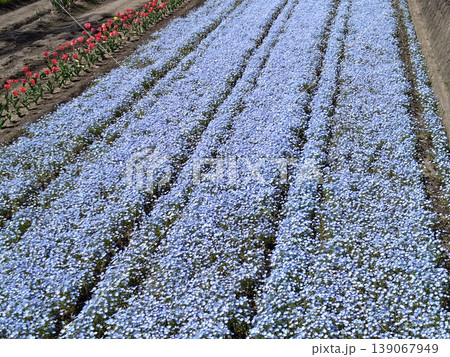 ネモフィラの青い花畑とチューリップが並ぶ春のガーデン風景 色彩豊かな季節背景素材 ネモフィラの青い花畑とチューリップが並ぶ春のガーデン風景 色彩豊かな季節背景素材 139067949