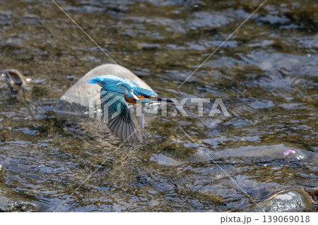 カワセミ カワセミ 139069018