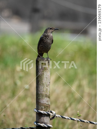 イソヒヨドリ♀ イソヒヨドリ♀ 139069179