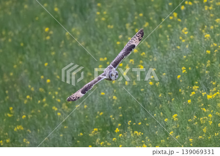 コミミズク 139069331