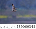 コミミズク 139069343