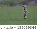 コミミズク 139069344