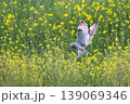 コミミズク 139069346