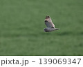 コミミズク 139069347