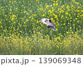 コミミズク 139069348