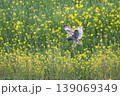 コミミズク 139069349