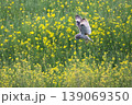 コミミズク 139069350