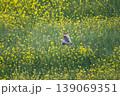 コミミズク 139069351