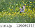 コミミズク 139069352