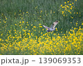 コミミズク 139069353