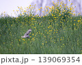 コミミズク 139069354