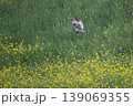 コミミズク 139069355