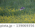 コミミズク 139069356