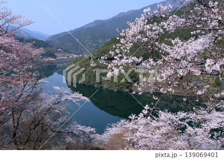 桜咲く大渡ダム湖 高知県仁淀川町 桜咲く大渡ダム湖 高知県仁淀川町 139069401