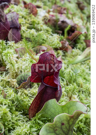 Sarracenia trumpet pitcher plant growing in moss vertical format 139069422