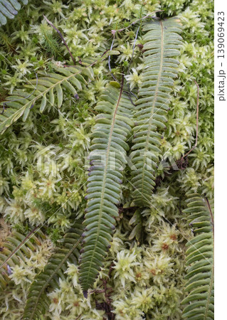 Deer fern growing against green moss background 139069423
