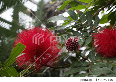 Tropical red powder puff flower close up Tropical red powder puff flower close up 139069430