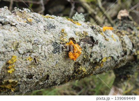 Tremella mesenterica growing on dead tree trunk Tremella mesenterica growing on dead tree trunk 139069449