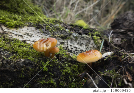 Group of mushrooms likely Velvet Shank growing in forest Group of mushrooms likely Velvet Shank growing in forest 139069450