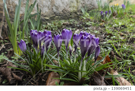 Blooming purple crocuses in spring Blooming purple crocuses in spring 139069451