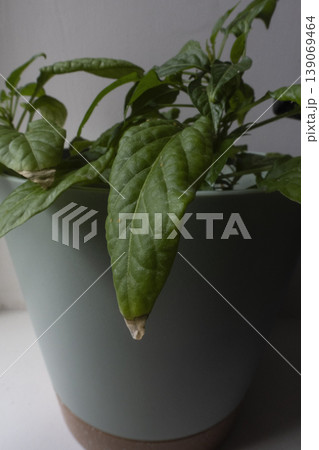 Pepper plant in pot with aphid infestation on leaves 139069464
