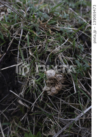 Plant bulb on natural grass background vertical format 139069473