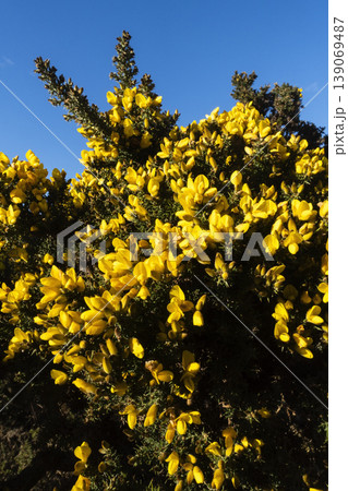Vertical background of yellow gorse flowers against blue sky 139069487