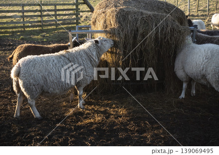 Group of sheep eating hay from feeder in warm evening light Group of sheep eating hay from feeder in warm evening light 139069495