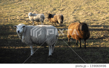 Herd of sheep in pasture at sunset evening light Herd of sheep in pasture at sunset evening light 139069496