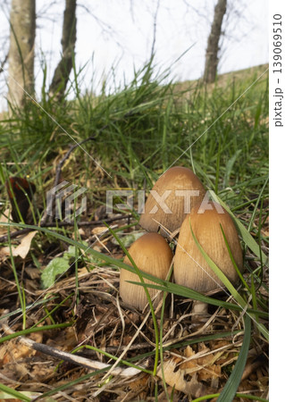 Cluster of three Glistening Inkcap mushrooms growing in grass, vertical format Cluster of three Glistening Inkcap mushrooms growing in grass, vertical format 139069510