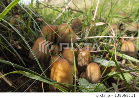Cluster of Glistening Inkcap mushrooms growing in grass Cluster of Glistening Inkcap mushrooms growing in grass 139069511