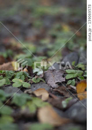 Small gray mushroom with thin stem 139069578