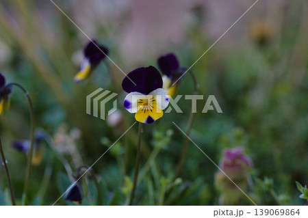 パンジーの花 139069864