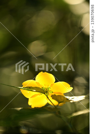 黄色い花 黄色い花 139070698