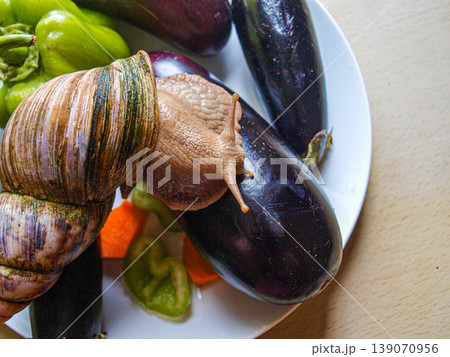 Giant Achatina snail eating fresh vegetables. Macro shot featuring detailed shell texture, moist skin and sensitive horns. Gourmet pet on a ripe organic harvest in a vivid garden setting Giant Achatina snail eating fresh vegetables. Macro shot featuring detailed shell texture, moist skin and sensitive horns. Gourmet pet on a ripe organic harvest in a vivid garden setting 139070956