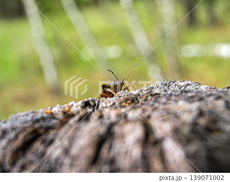 Beautiful longhorn beetle with long antennae climbing out of an old log. Macro shot featuring detailed wood texture, insect chitin and a moment of exploration in the forest. High contrast 139071002