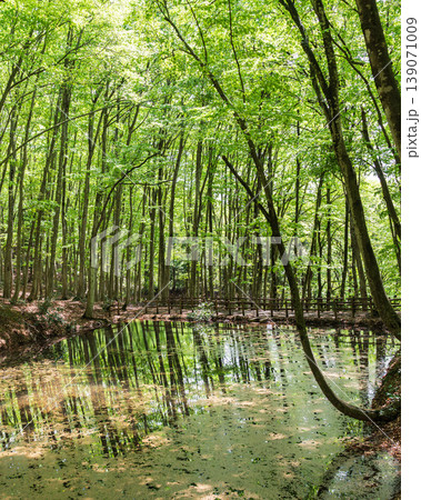 新緑のブナ林 美人林の池に映る風景 新潟県十日町市 139071009
