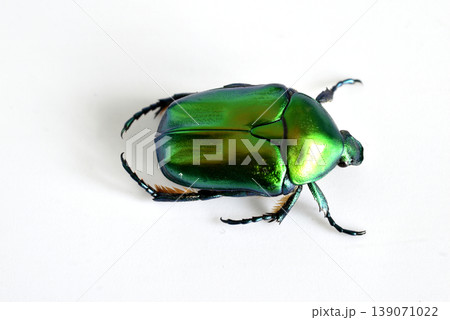 A beetle from the family of lamellar beetles, called the green bronze beetle. A beetle from the family of lamellar beetles, called the green bronze beetle. 139071022