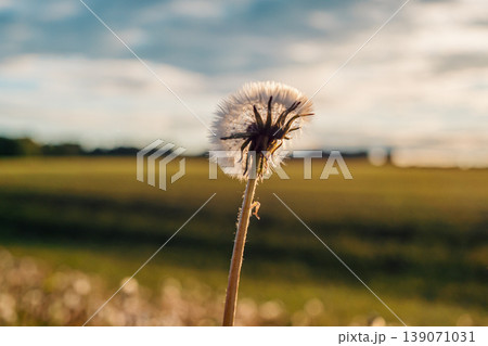 A close-up view of a dandelion seed head illuminated by sunlight, with a blurred background of a lush field 139071031