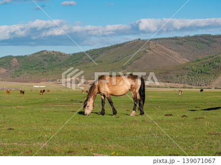 Horse grazes in open field with mountains in background during bright sunny day in rural area Horse grazes in open field with mountains in background during bright sunny day in rural area 139071067