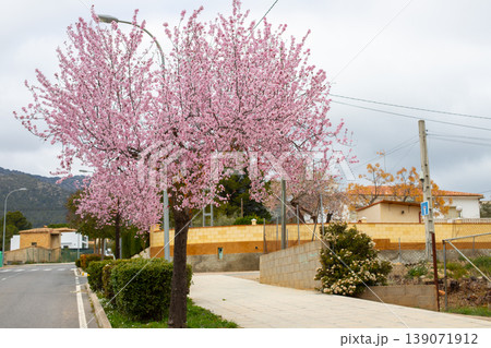 Cherry blossom tree with vibrant pink flowers beside a quiet street in a residential area, with houses and mountains visible in the background 139071912