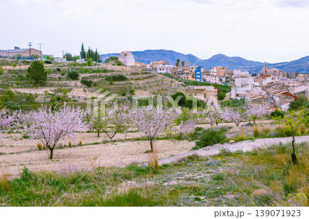 Blooming almond trees in a rural landscape with a small village nestled among hills under a cloudy sky in southern Spain 139071923
